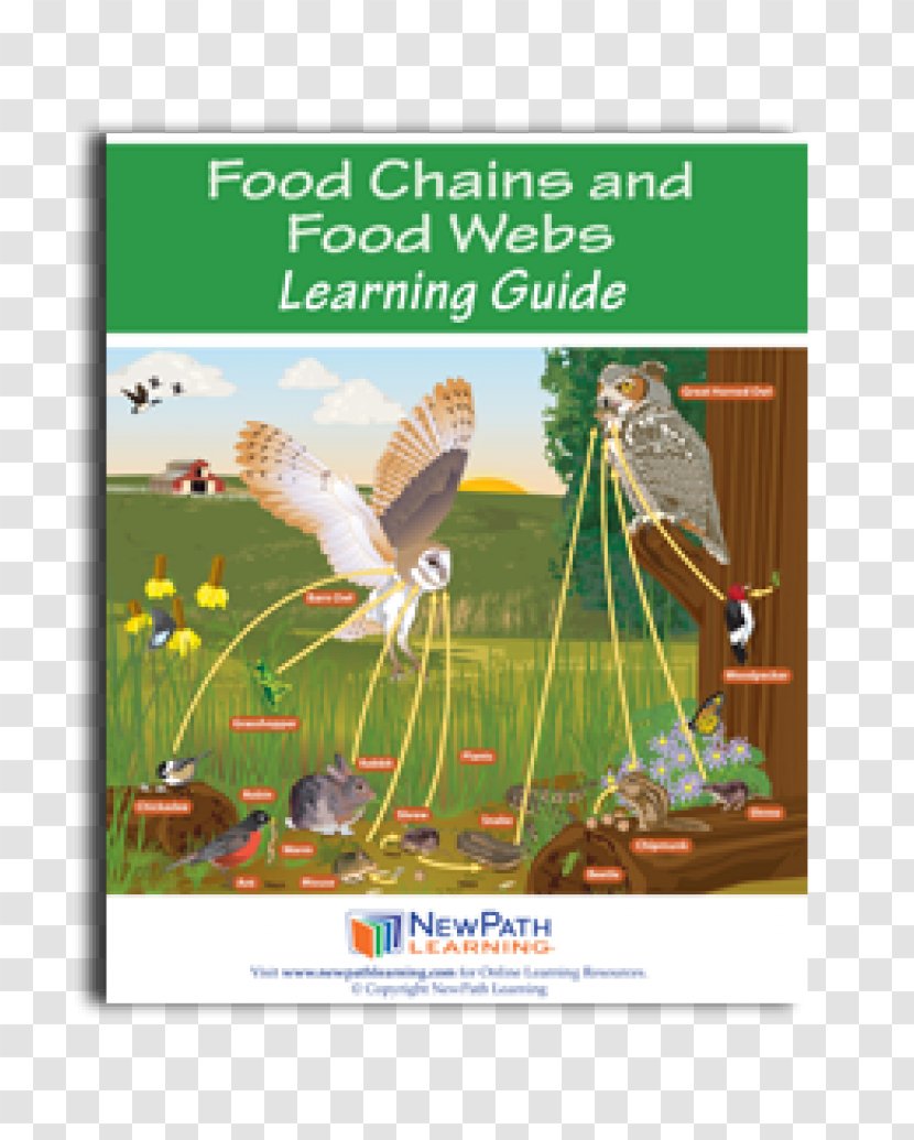 Food Web Chain Ecosystem Consumer - Fauna Transparent PNG