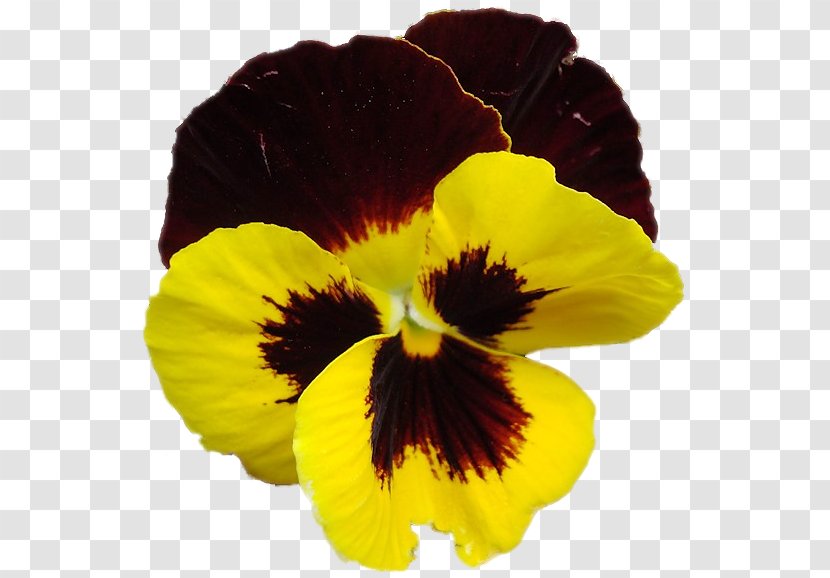 Pansy Annual Plant Clip Art - Flowering Transparent PNG
