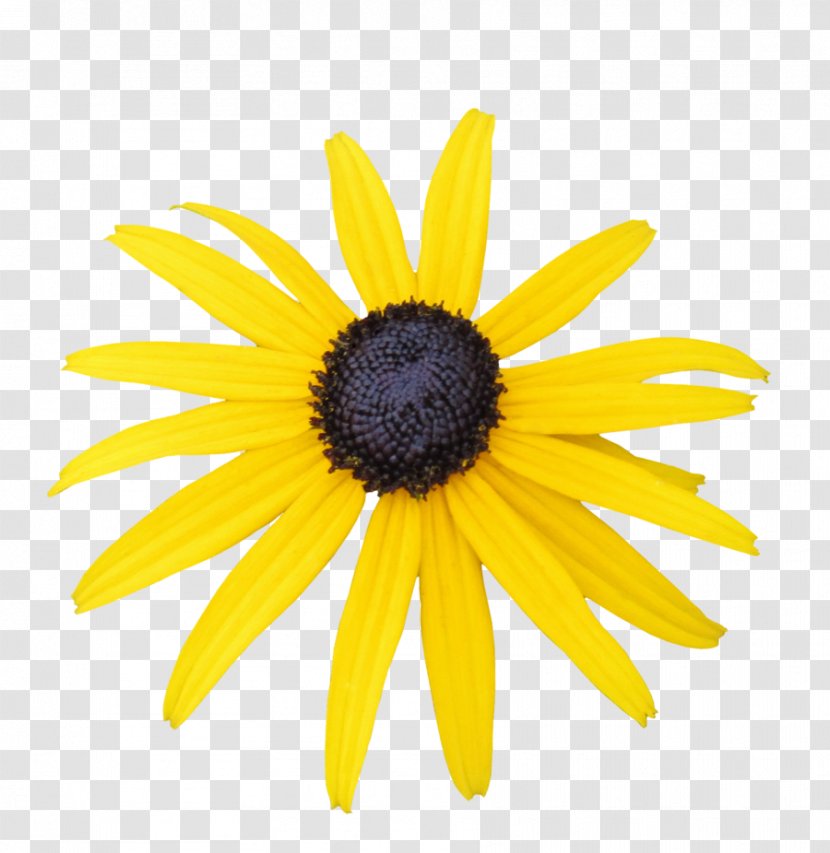 Common Daisy Black-eyed Susan Oxeye Artist DeviantArt - Family - Cnh Transparent PNG