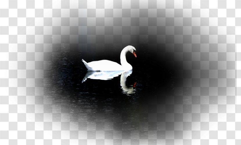 L'Advaita Vedânta: Théorie Et Pratique Advaita Vedanta Desktop Wallpaper Paperback - Ducks Geese And Swans Transparent PNG