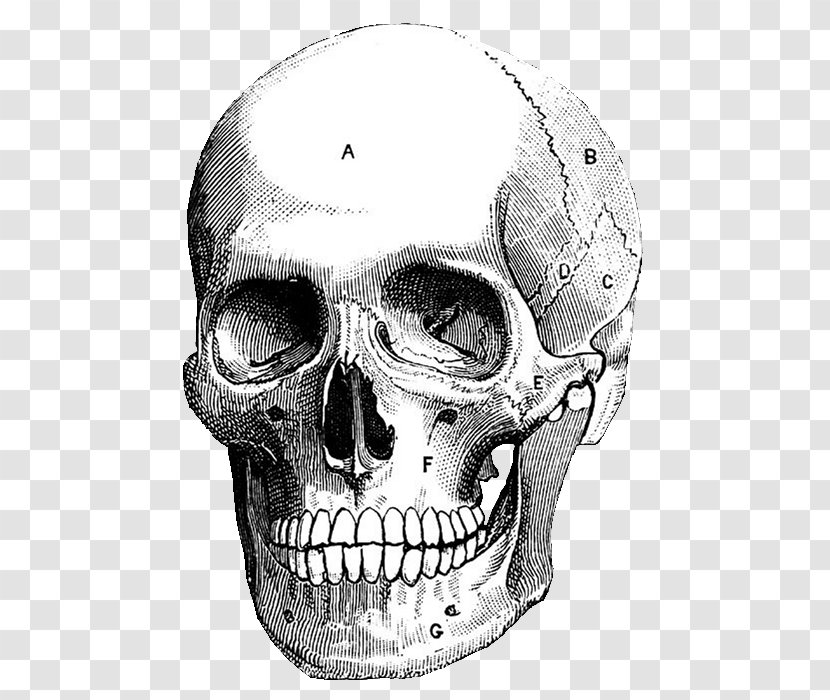 Skull Art Printmaking Drawing Illustration - Dictionary Transparent PNG