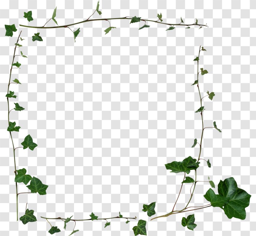 Borders And Frames Clip Art Stock Photography Image - Leaf - Pearls Ivy Transparent PNG