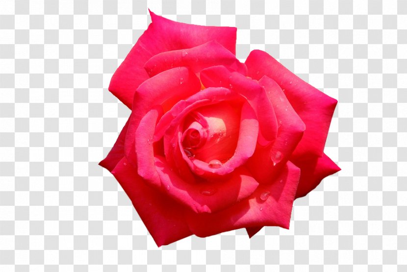 Garden Roses Cut Flowers Petal - Magenta - Background Transparent PNG