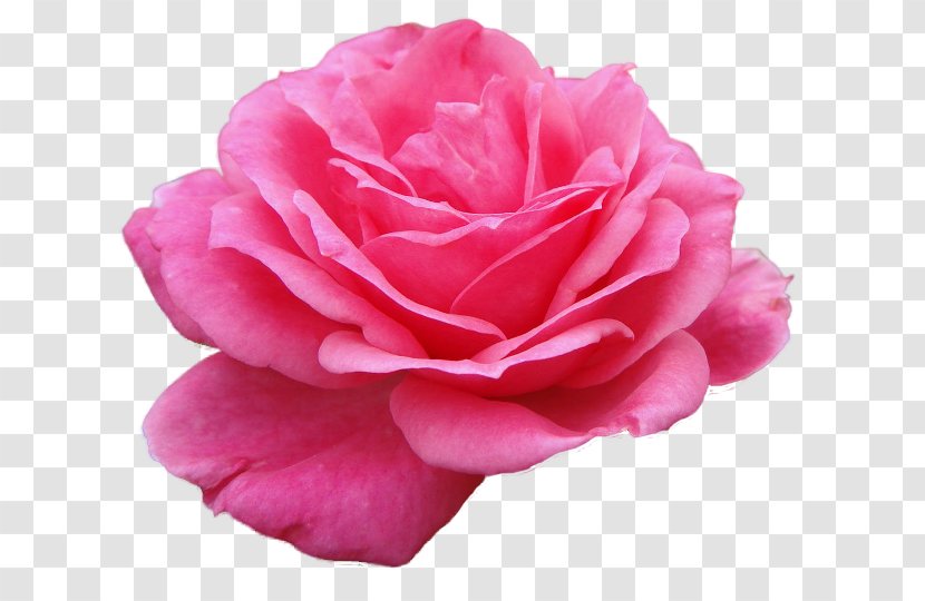 Garden Roses Flower Beach Rose Clip Art - Rosa Centifolia Transparent PNG