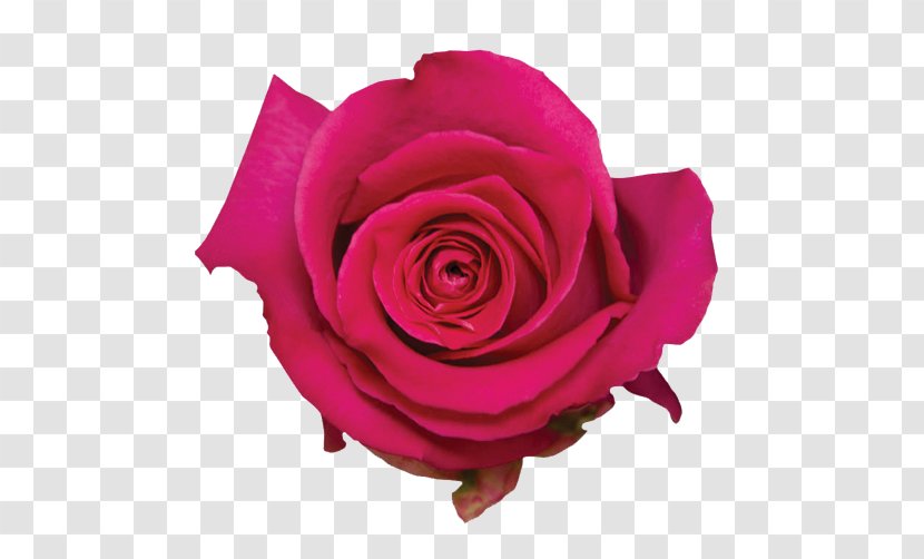 Garden Roses Cabbage Rose Floribunda Water Pink - Flowering Plant - Essential Oil Transparent PNG