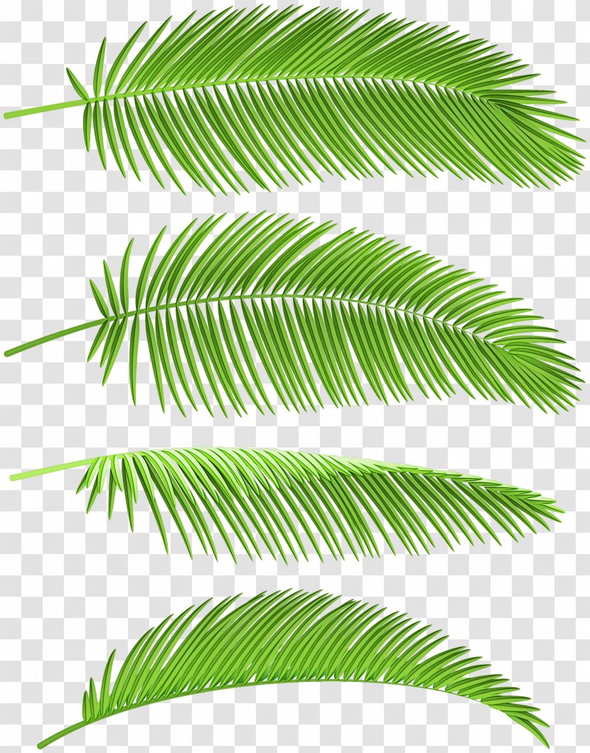 Palm Tree Leaf - Plant Stem - Fern Transparent PNG