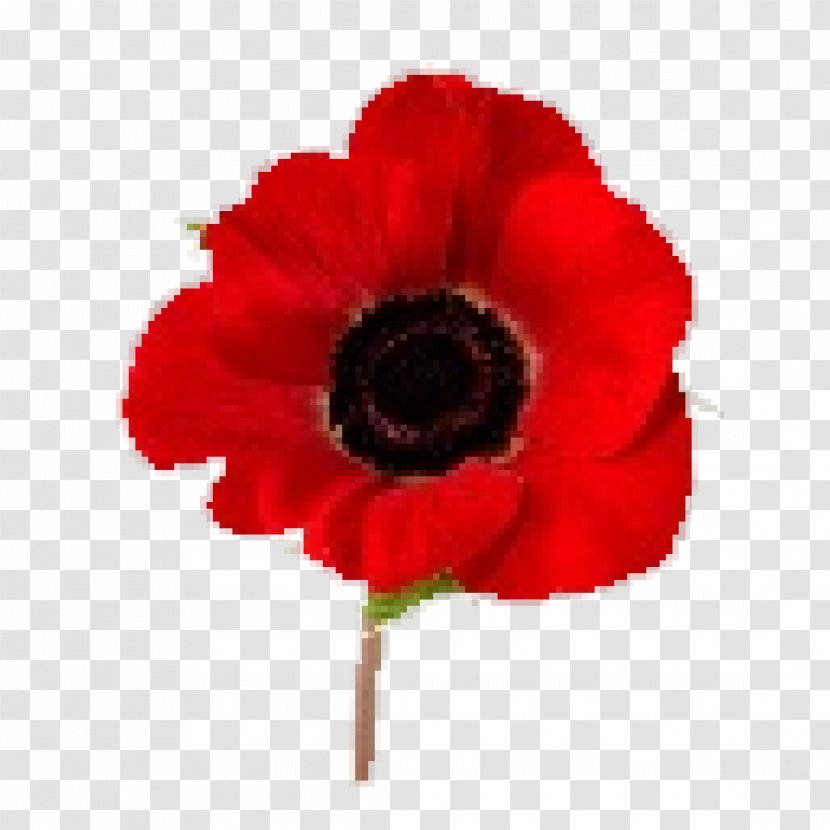 In Flanders Fields Remembrance Poppy Armistice Day Lest We Forget - Red Transparent PNG