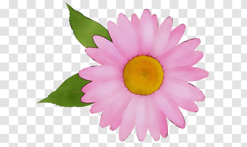 Annual Plant Petal Close-up Flower Magenta Telekom Transparent PNG