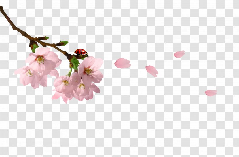 Branch Clip Art - Cherry Blossom - Blossoms Transparent PNG