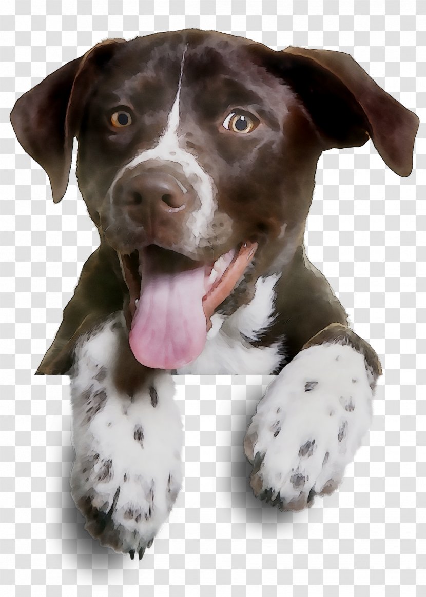 Dog Breed Clip Art German Shorthaired Pointer Wirehaired Training - Pit Bull Transparent PNG