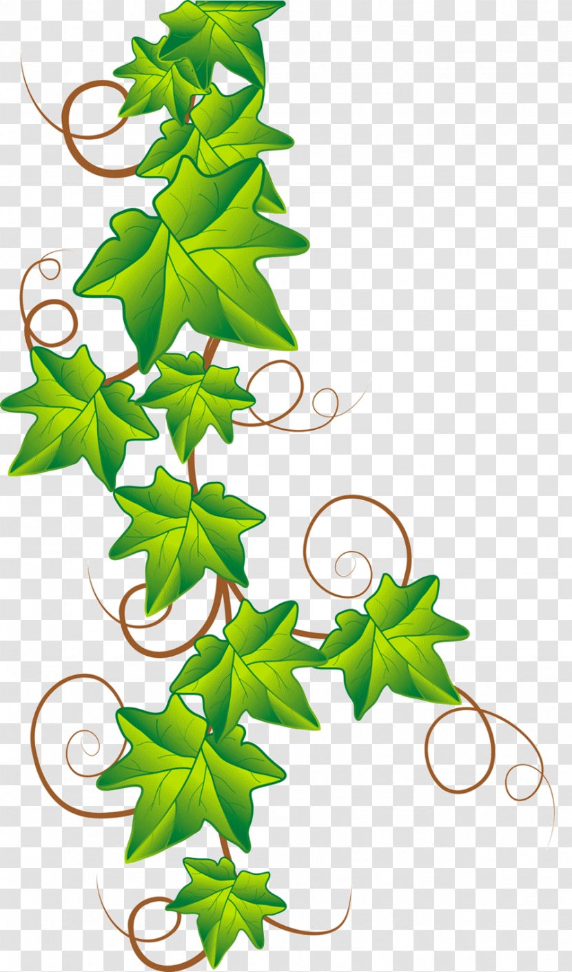 Drawing Ivy Clip Art - Photography - Accessoires Transparent PNG