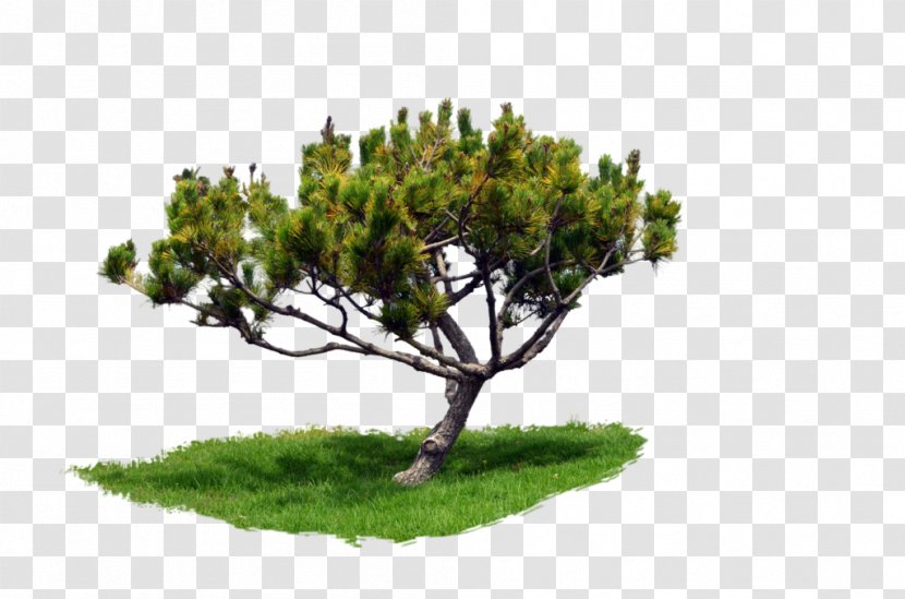 Pine Corel Photo-Paint Tree - Family Transparent PNG