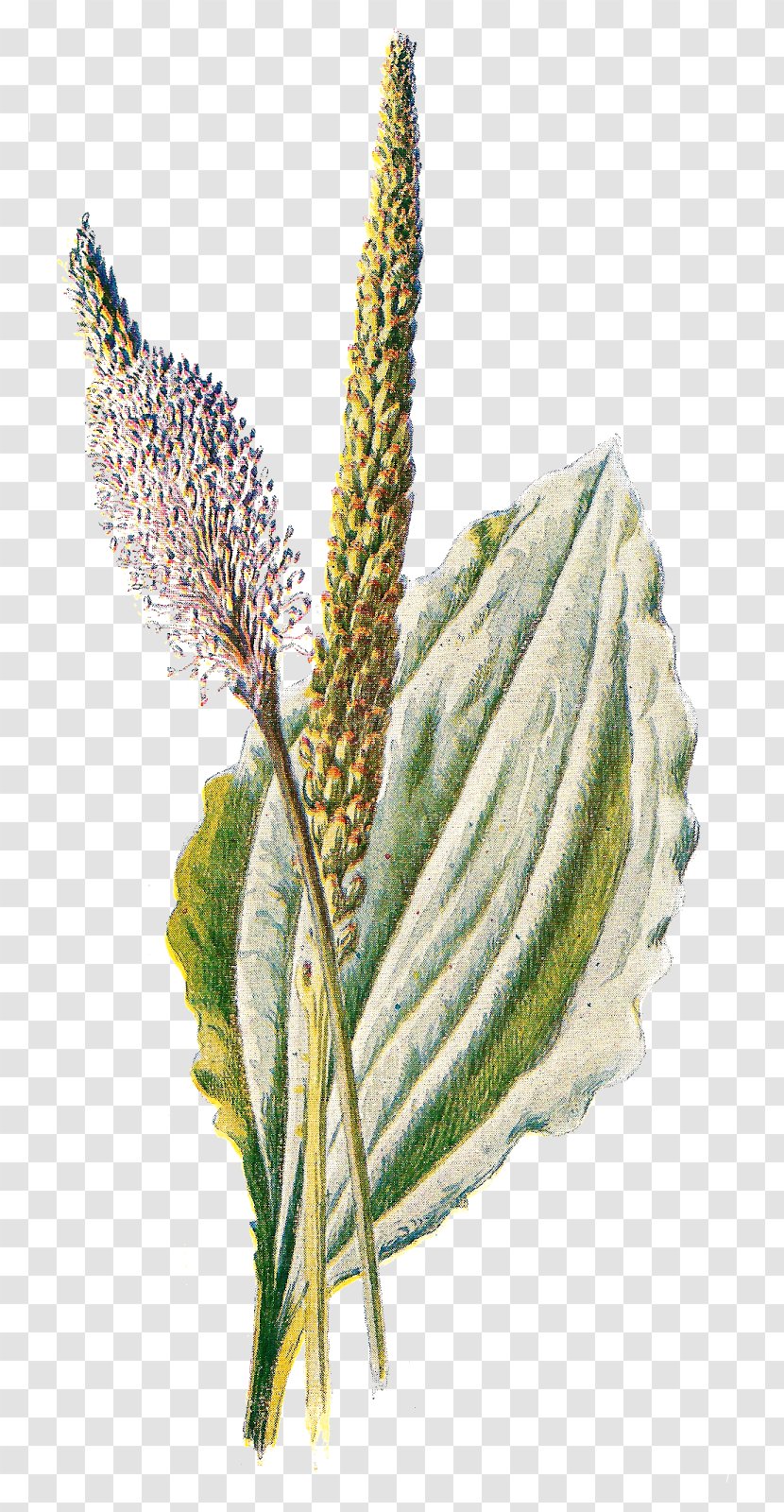 Broadleaf Plantain Wildflower Clip Art - Broadleaved Tree - Green Cliparts Transparent PNG