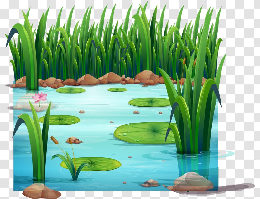 Frog Pond Drawing Clip Art - Pool Transparent PNG
