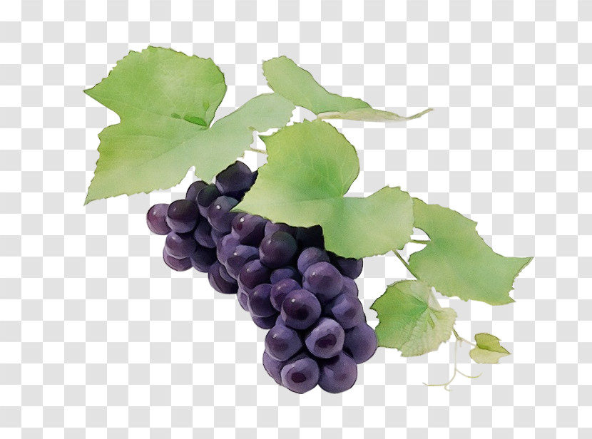 Sultana Seedless Fruit Grape Leaves Grapevines Transparent PNG
