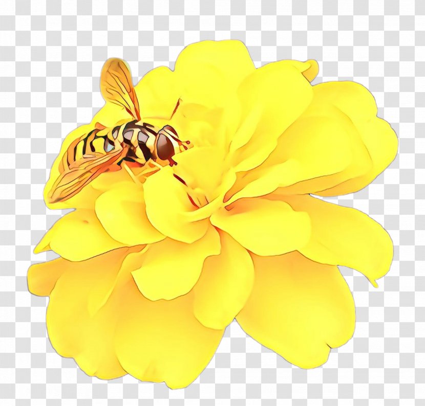 Flowers Background - Membranewinged Insect - Hornet Zinnia Transparent PNG