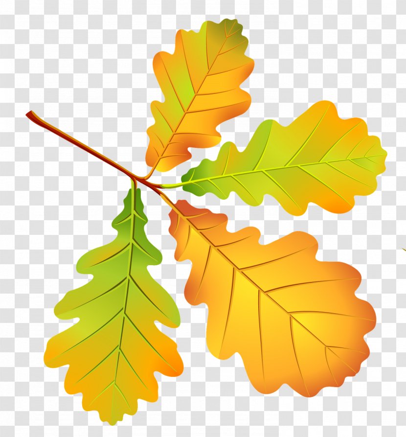 Maple Leaf Autumn - Tree - Leaves Transparent PNG