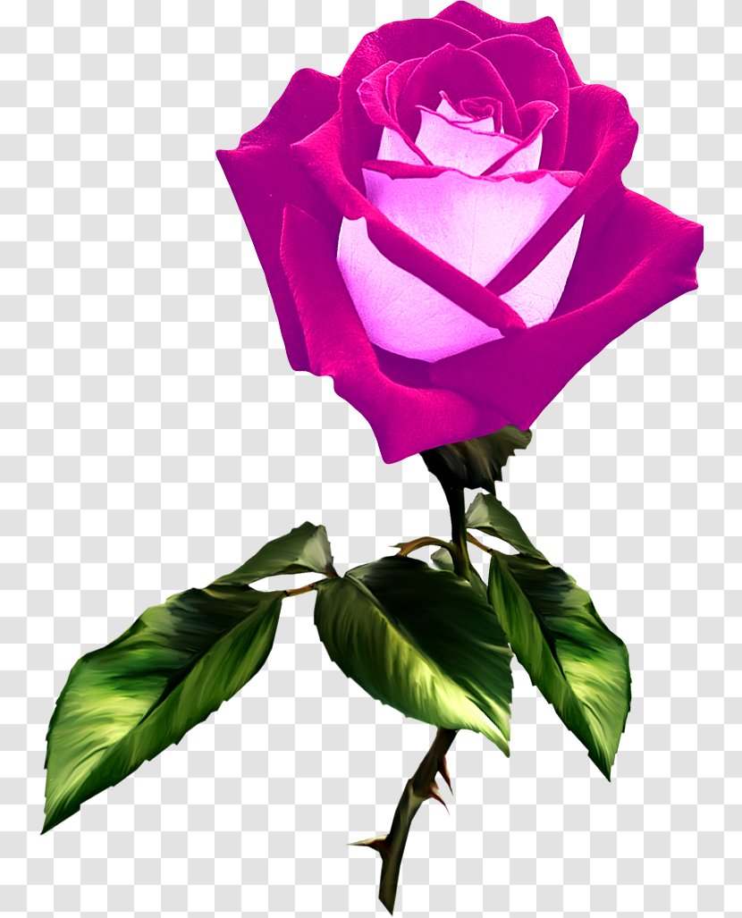 Garden Roses Centifolia Rosa Chinensis Blue Rose - Flower Transparent PNG