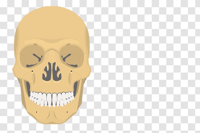 Inferior Nasal Concha Vomer Ethmoid Bone Sphenoid - Skull Bones Transparent PNG