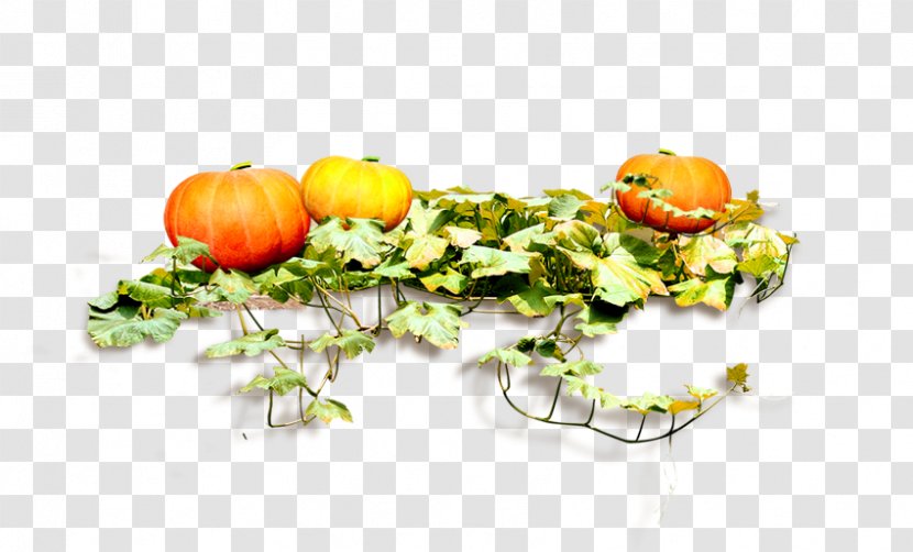 Pumpkin Food - Flower Arranging Transparent PNG