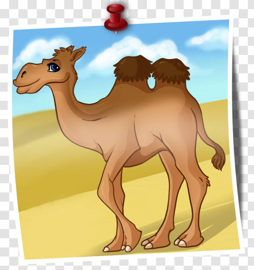 Camel Drawing Animated Cartoon Image - Organism Transparent PNG
