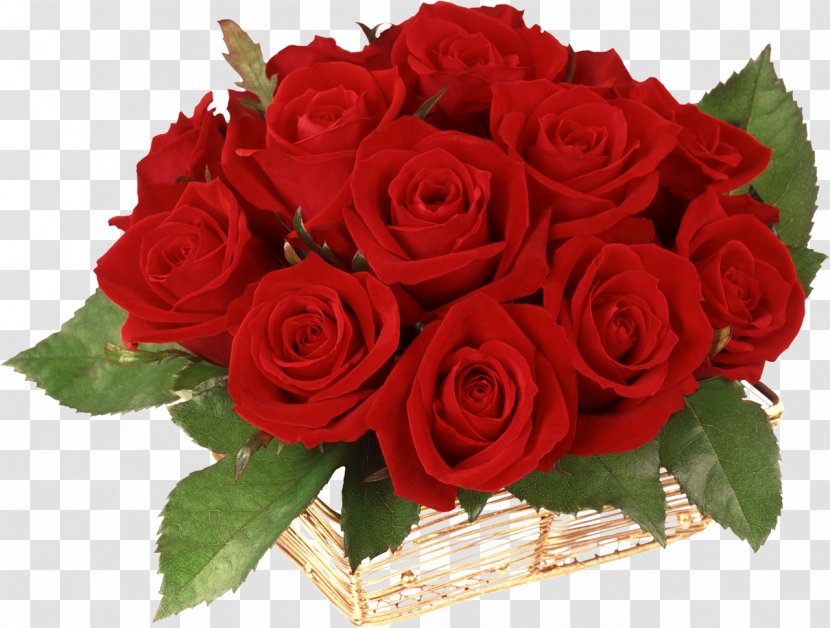 Bella Italia Gift Flower Birthday Valentine's Day - Cut Flowers - Burgundy Transparent PNG