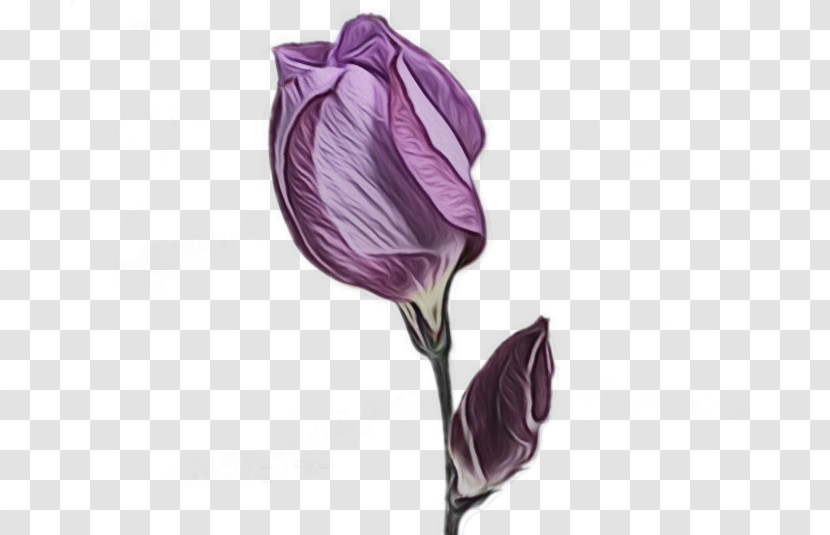 Flower Purple Plant Violet Bud Transparent PNG