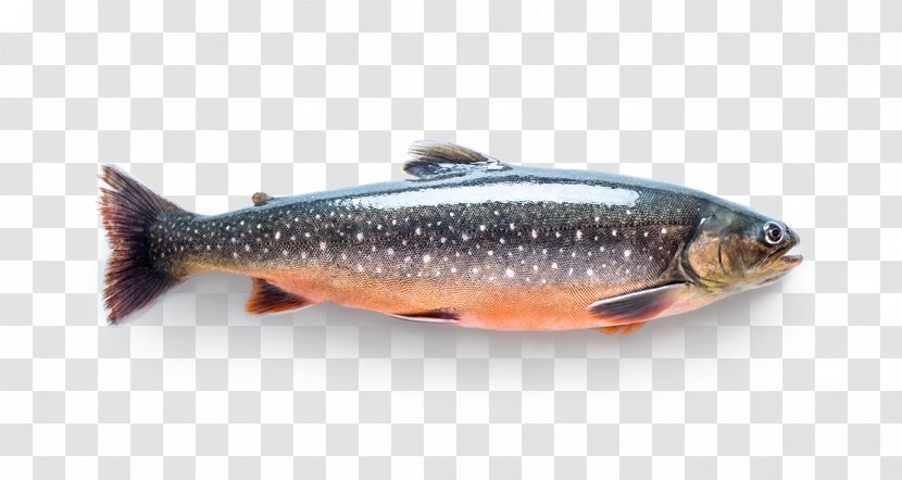 Sardine Salmon Fish Products Trout - Westslope Cutthroat Transparent PNG
