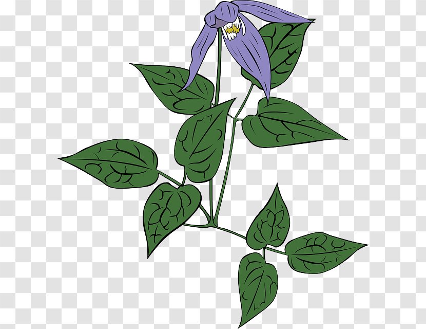 Download Clip Art - Flowering Plant - Purple Leaves Transparent PNG