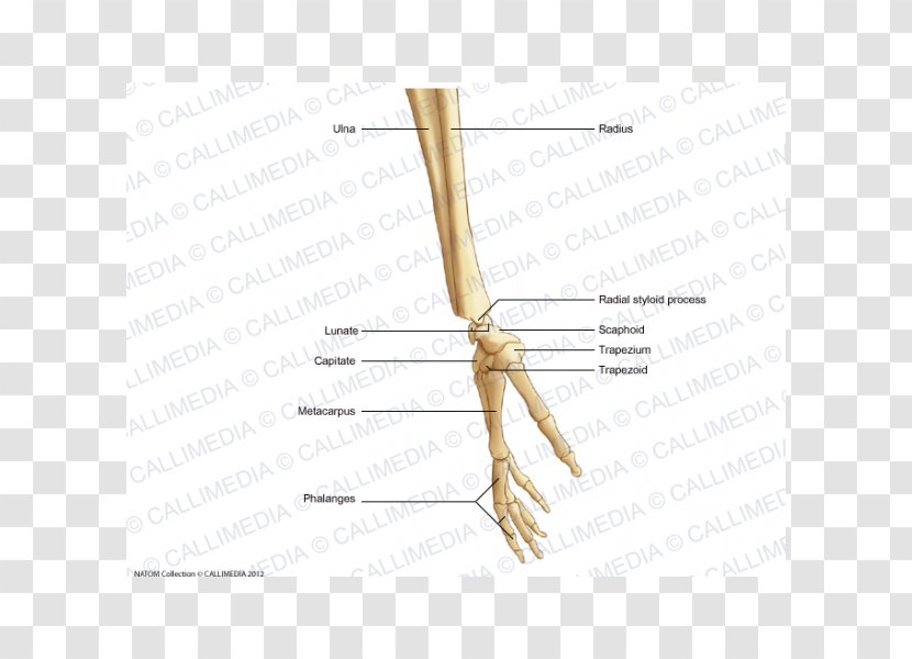 Finger Bone Human Skeleton Hand Forearm - Silhouette Transparent PNG