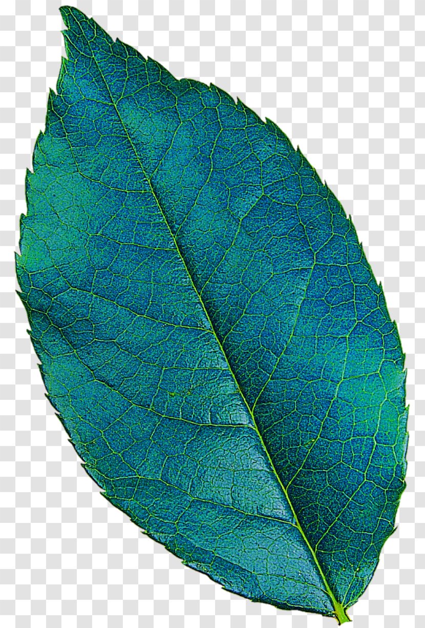 Plant Pathology Leaf Turquoise Transparent PNG