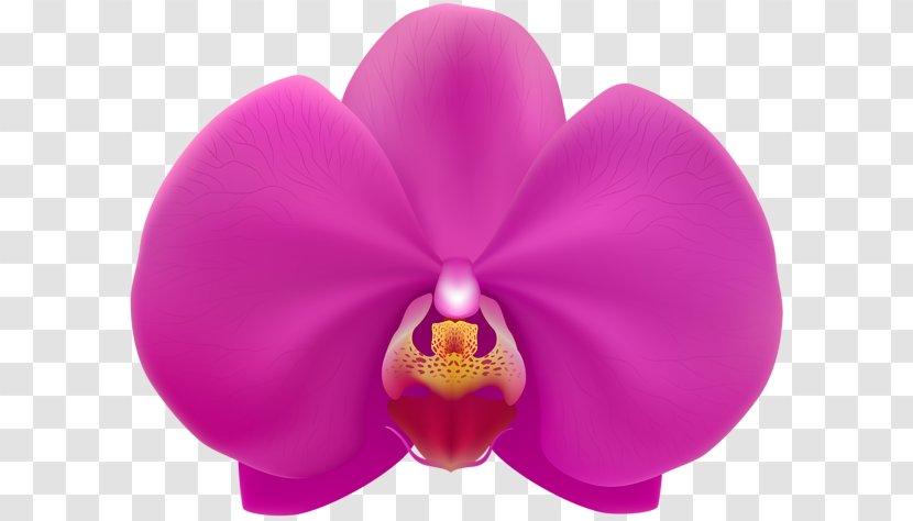 Moth Orchids Clip Art - Child - Pink Orchid Transparent PNG