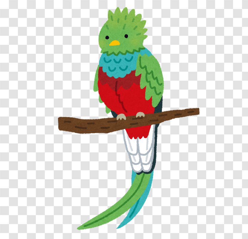 Macaw Resplendent Quetzal いらすとや Bird Transparent PNG