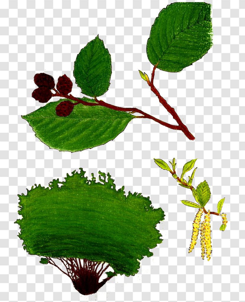 Bog Labrador Tea Flowering Plant Food - Branch - Alnus Rhombifolia Transparent PNG