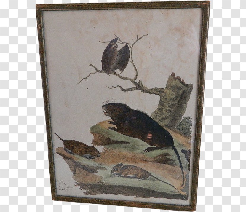 British Zoology Mouse Rat Natural History Painting - Bird - & Transparent PNG
