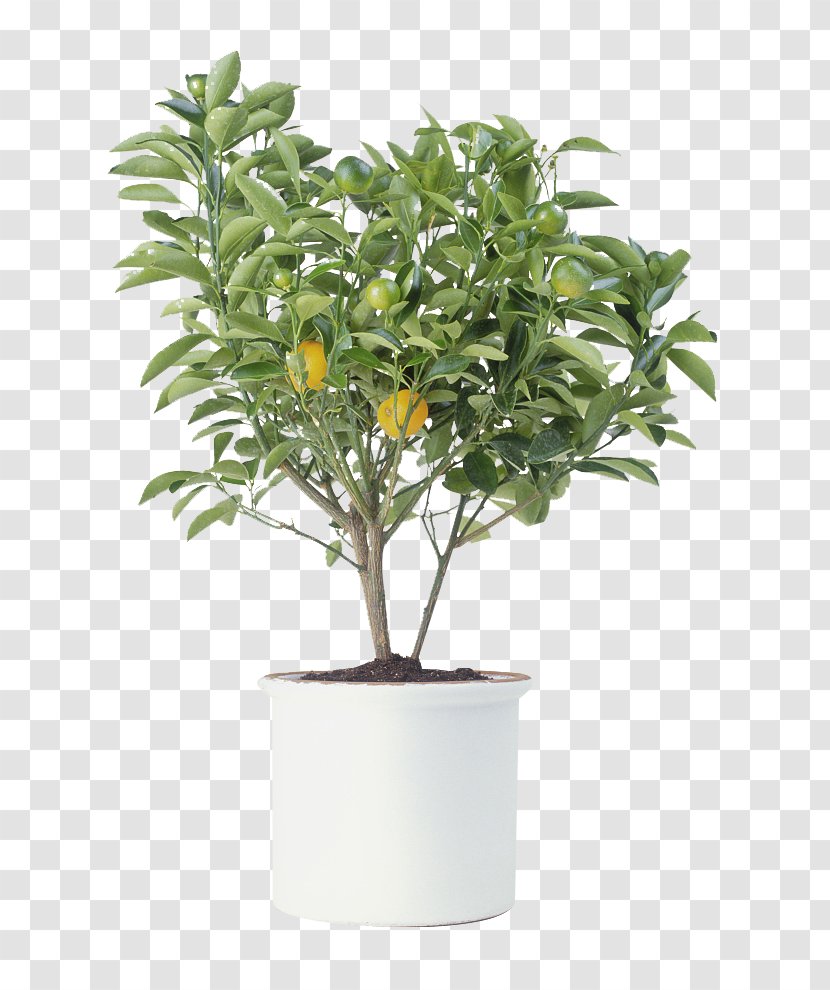 Citrus Xd7 Sinensis Tree Photography Houseplant - Arecaceae - Orange Picture Transparent PNG