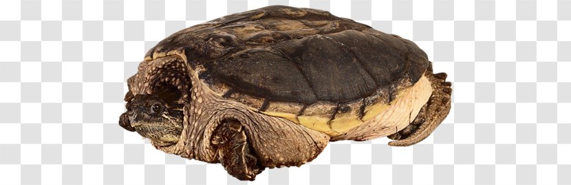 Common Snapping Turtle Russian Tortoise Reptile - Painted Transparent PNG
