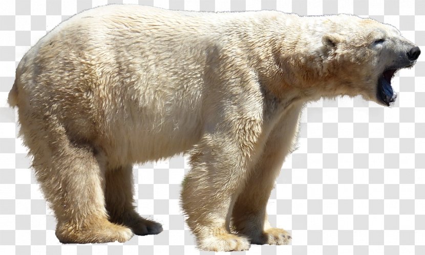 Grizzly Bear Polar Clip Art Stock.xchng - Carnivoran Transparent PNG