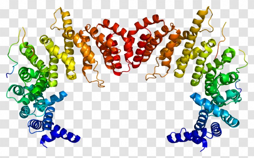 KPNB1 Importin Karyopherin Protein Structure - Heart - Watercolor Transparent PNG