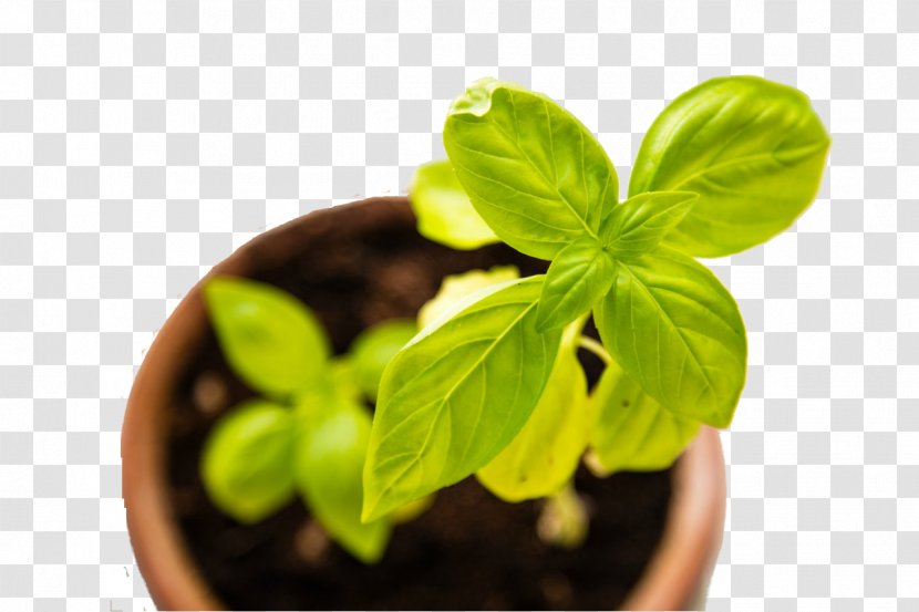 Business Marketing Horticulture Gardening Herb - Garden Transparent PNG
