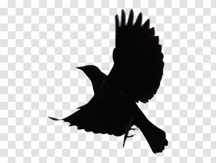 British Garden Birds Common Blackbird Red-winged Bird Flight - Frame - Flying Transparent PNG
