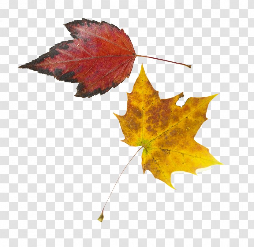Maple Leaf Yellow - Material - Red Leaves And Transparent PNG