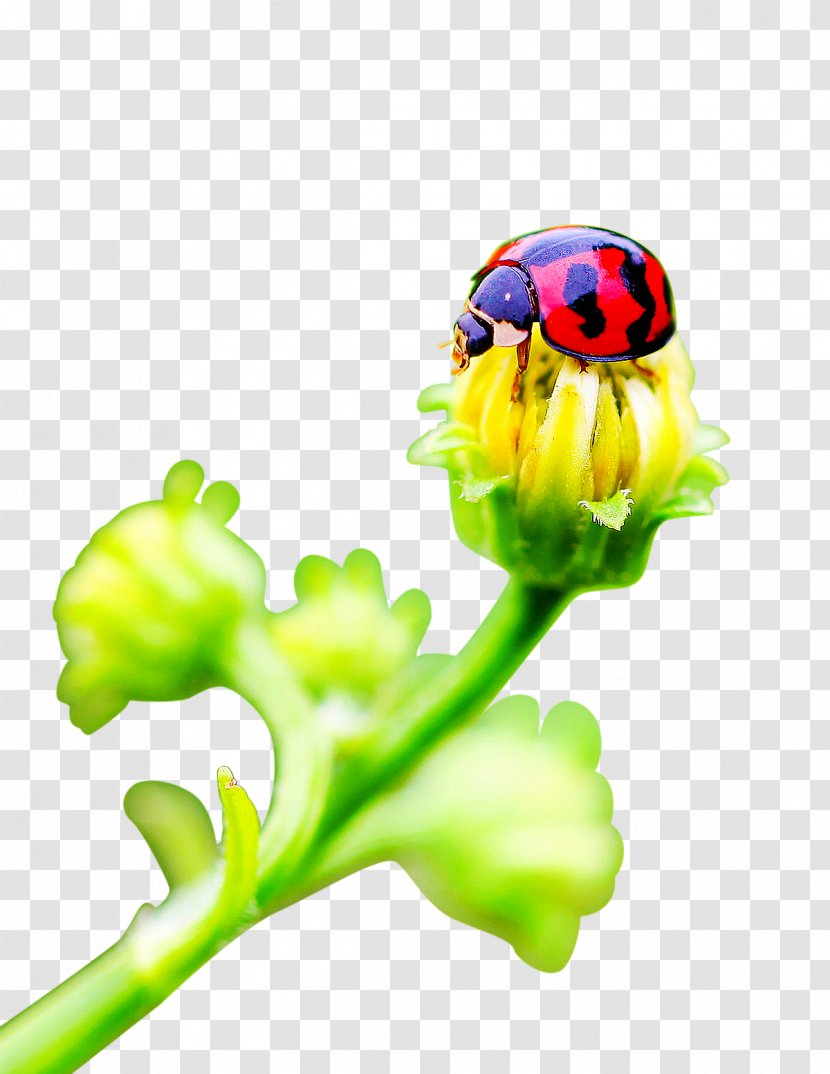 Ladybird Flower Insect - Ladybug On Flowers Transparent PNG