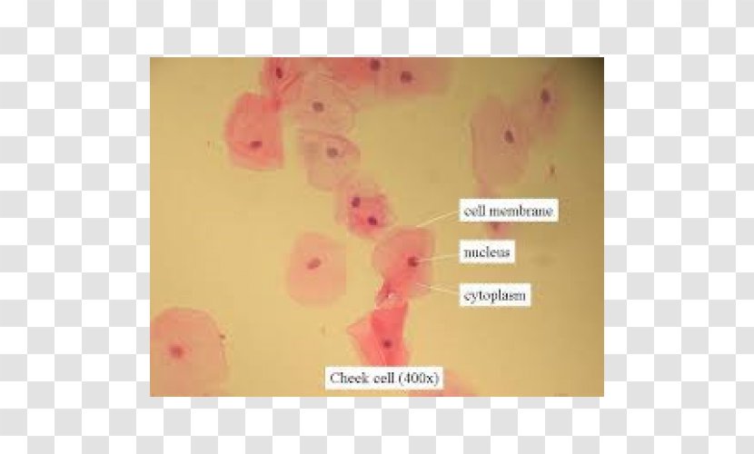 Microscope Slides Cell Cheek Bacteria - Optical Transparent PNG