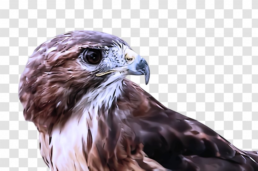 Bird Of Prey Hawk Beak Peregrine Falcon - Kite Transparent PNG