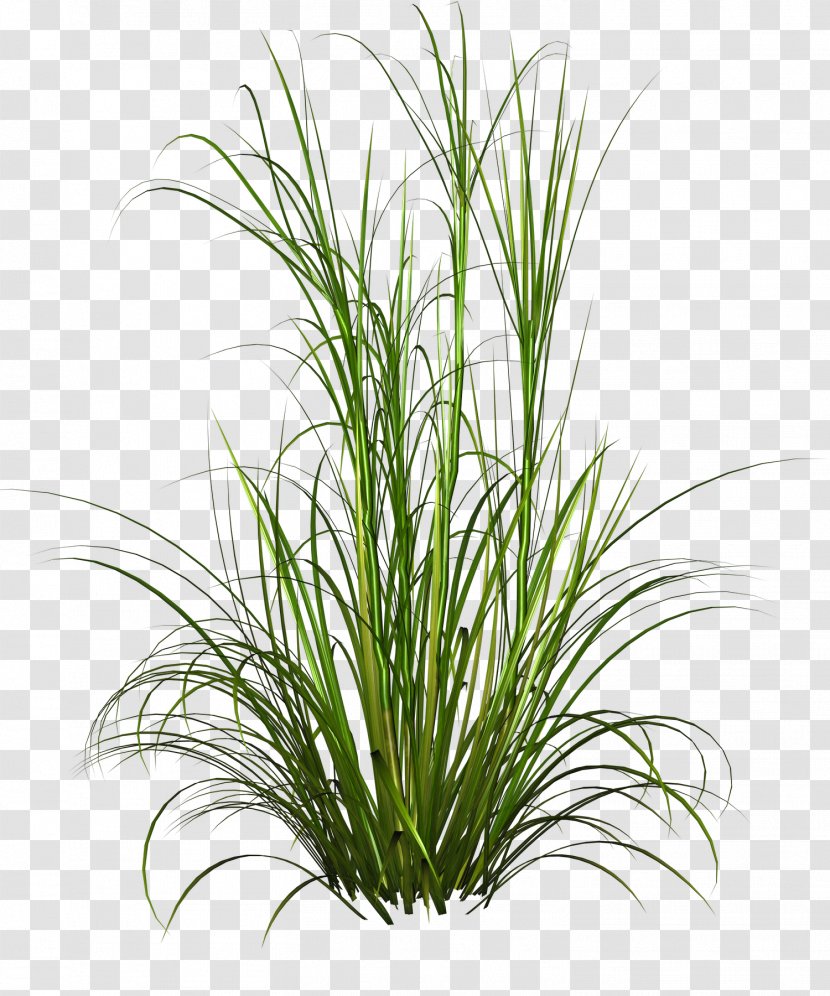 Purple Fountain Grass Pennisetum Alopecuroides Plant - Stem - Underbrush Transparent PNG