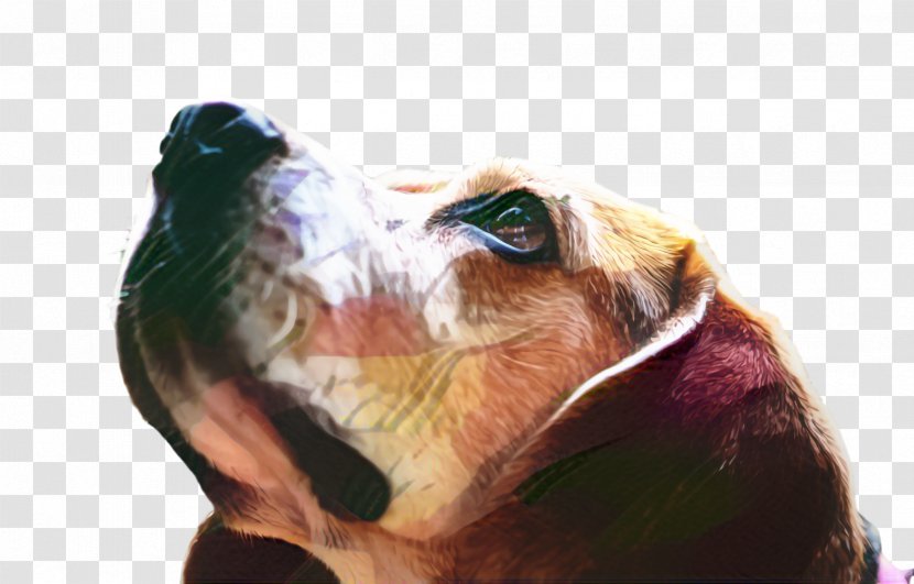 Cute Dog - Animal - Basset Hound House Transparent PNG