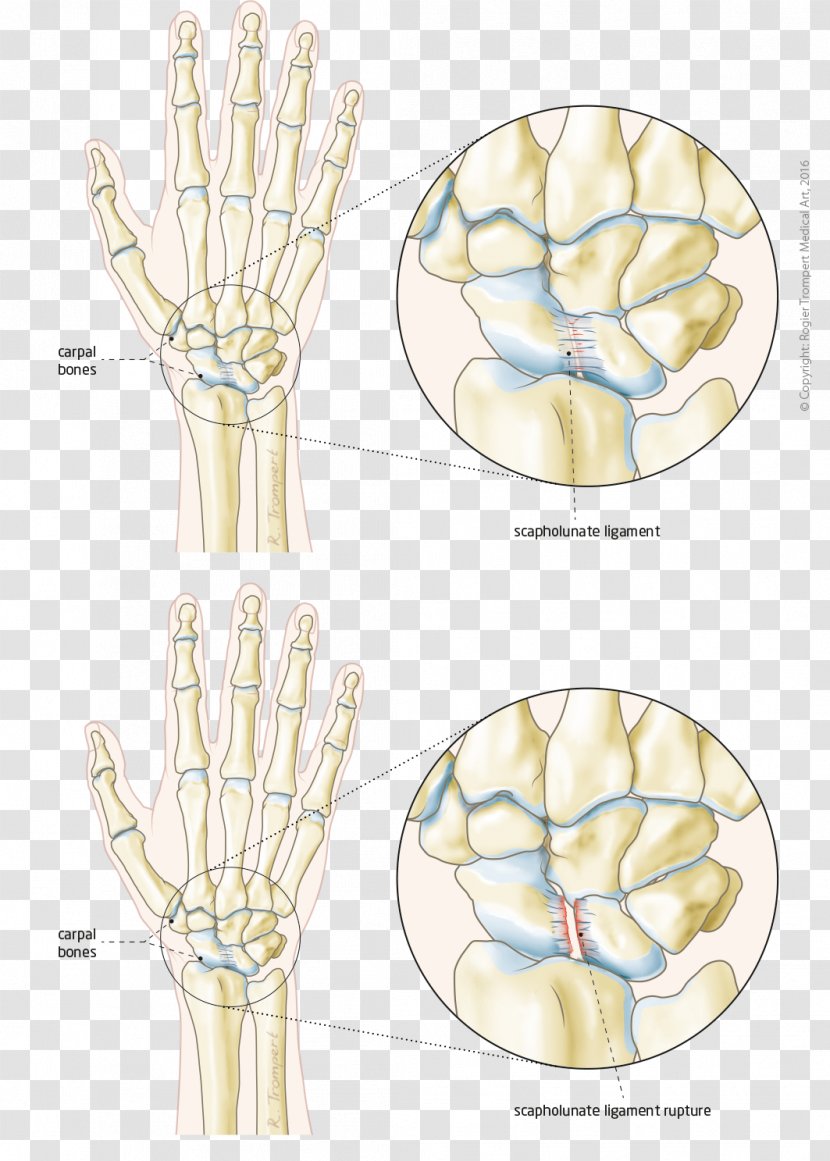 Finger Hand Model Bone Joint - Cartoon Transparent PNG