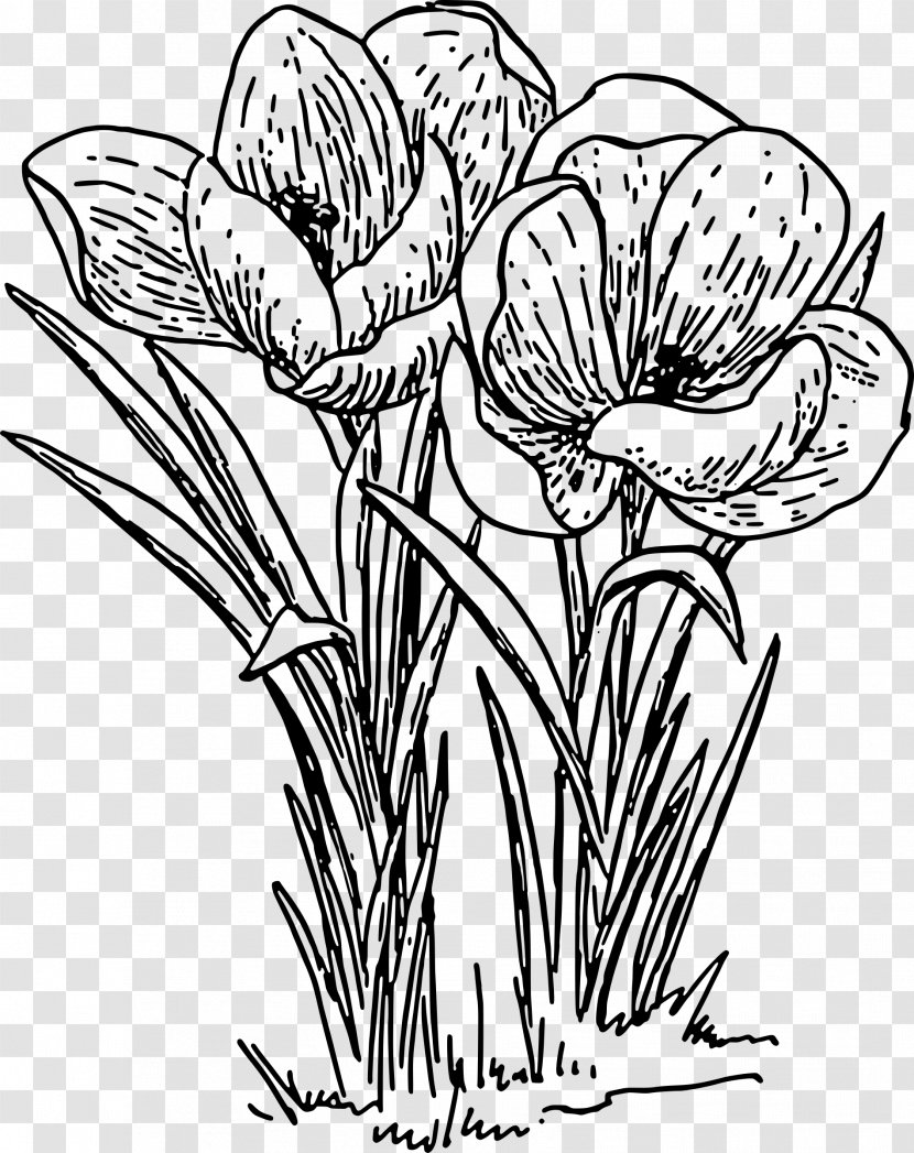 Autumn Crocus Line Art Flower Clip - Artwork Transparent PNG