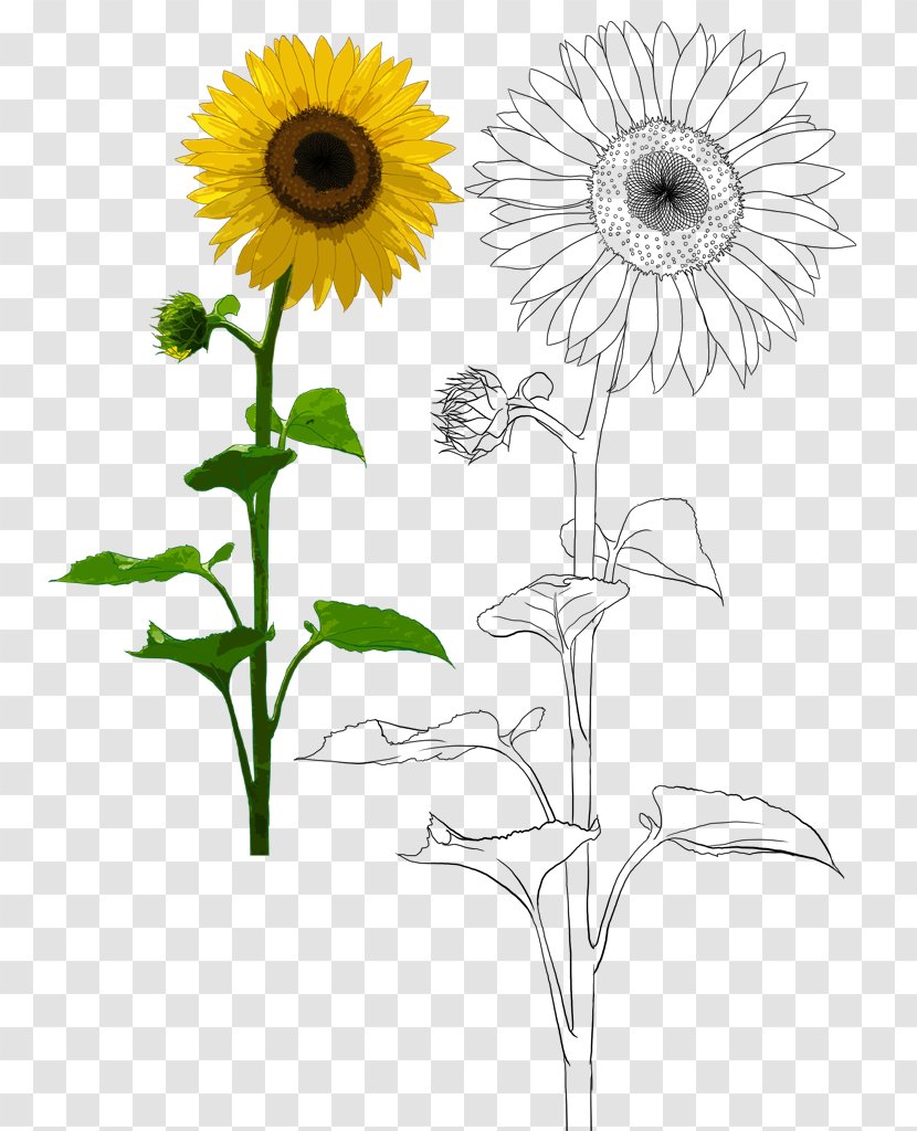 Common Sunflower Plant Oil - Daisy Family - Hand-painted Transparent PNG